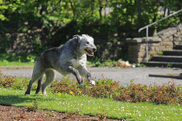 Running Wolfhound