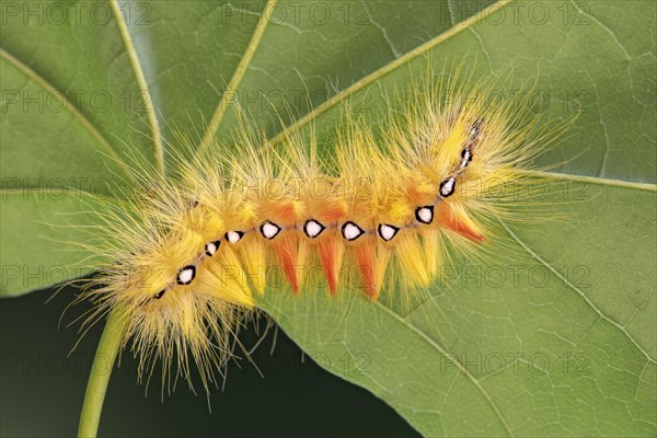 Sycamore moth