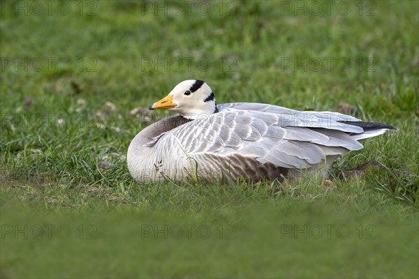 Bar-headed goose