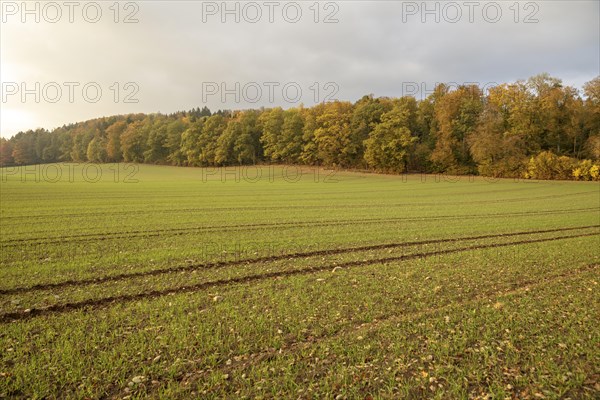 Autumn atmosphere in diffuse light in the fields