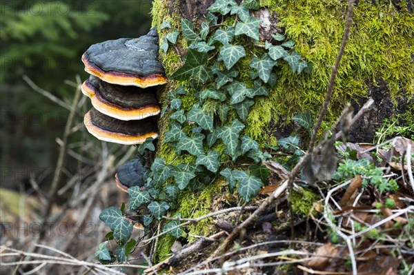 Red banded polypore