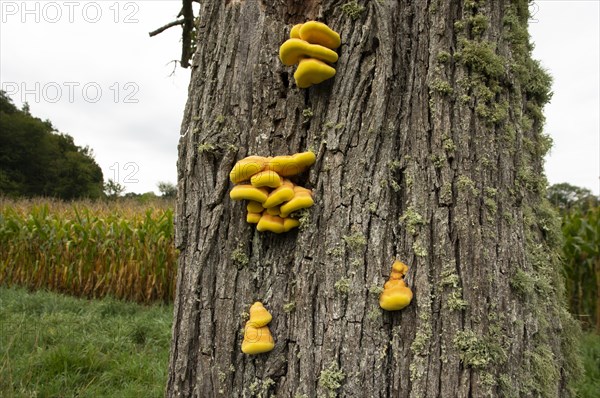 Sulphur polypore