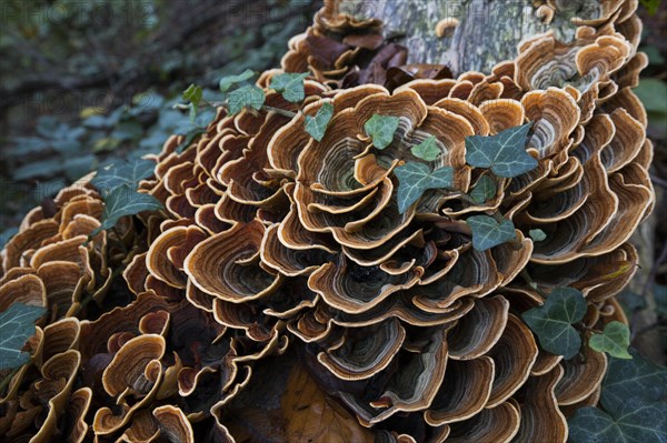 Brown velvet layer fungus