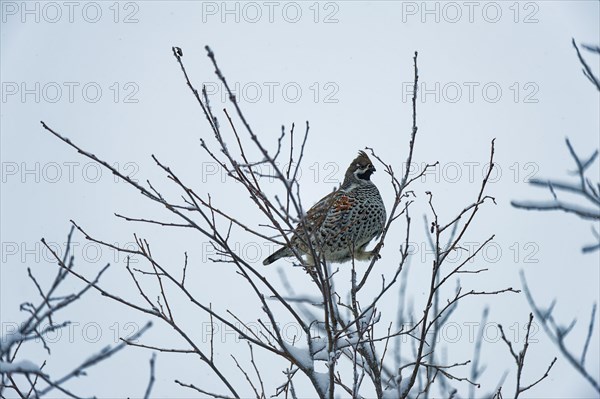 Hazel grouse