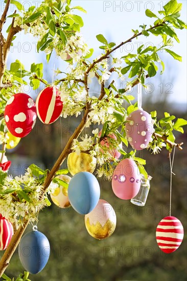 Easter eggs on a blossoming mirabelle plum tree