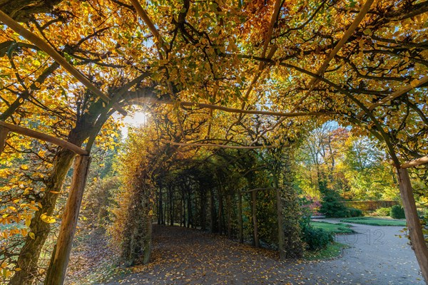 Arbour with autumn leaves