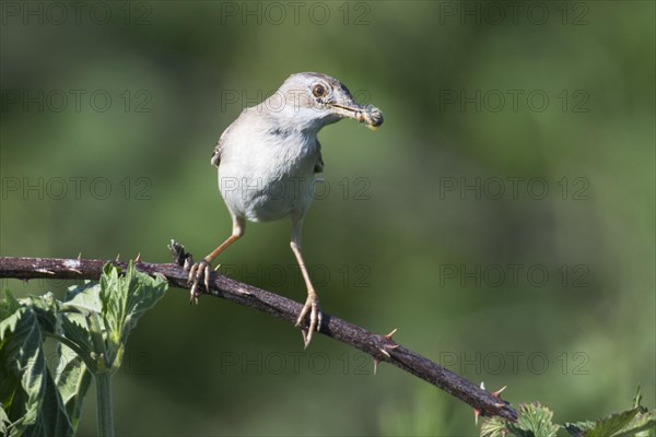 Common whitethroat