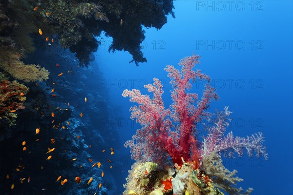 Klunzinger's soft coral
