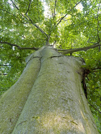 Common beech