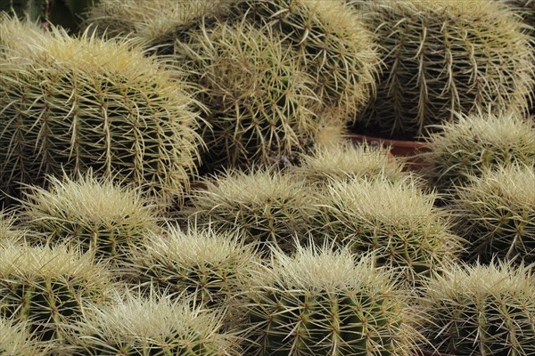 Several golden ball cacti