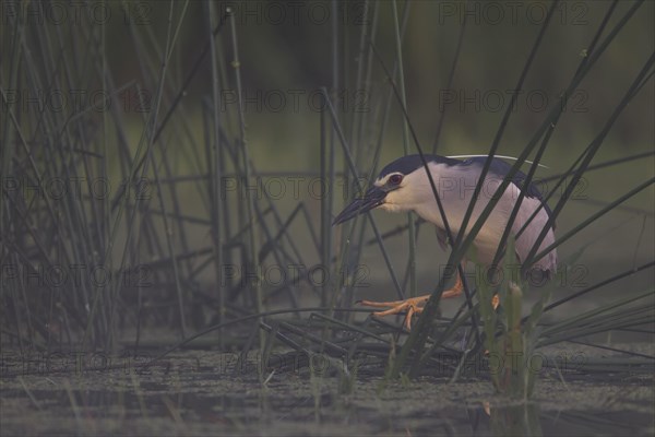 Black crowned night heron