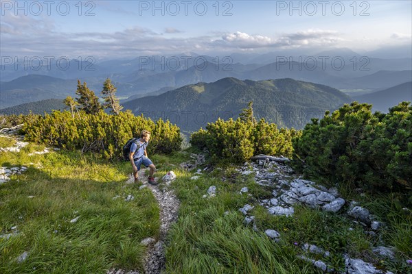 Hiker between mountain pines