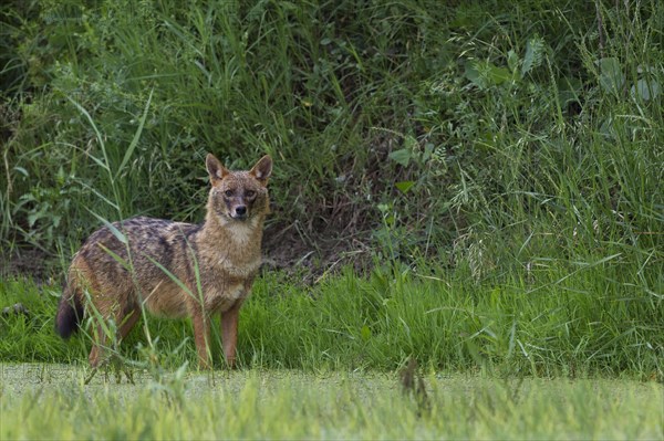 Golden jackal