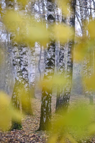 Sand birch