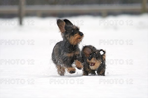 Rough-haired dachshund