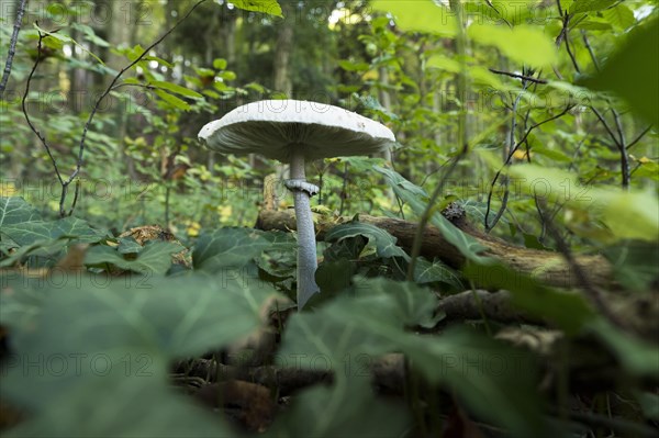 Parasol mushroom