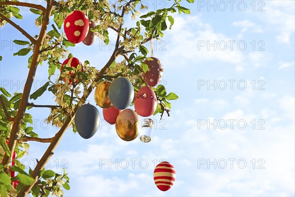 Easter eggs on a blossoming mirabelle plum tree