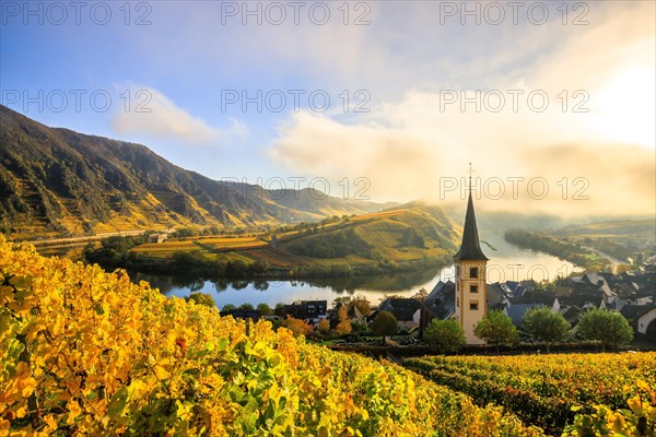 The river bend of the Moselle at sunrise with fog in the morning