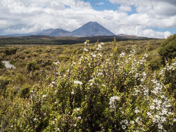 Taranaki Falls Track