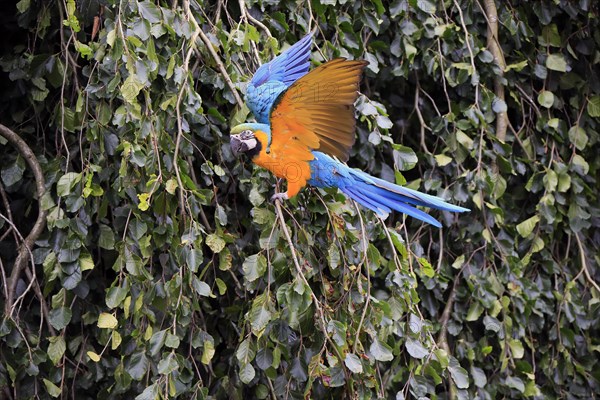 Blue and yellow macaw