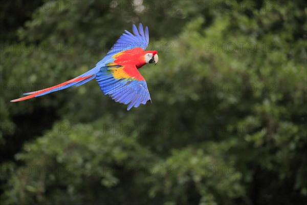 Scarlet macaw