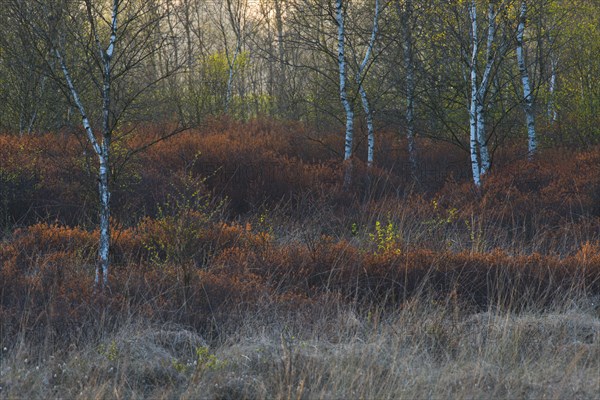 Warty birch