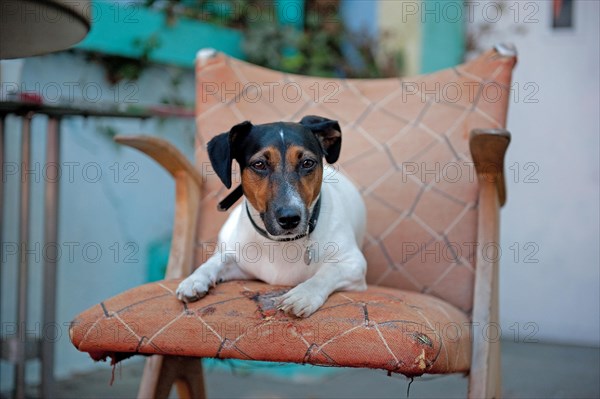 Jack Russell terrier lies on battered armchair