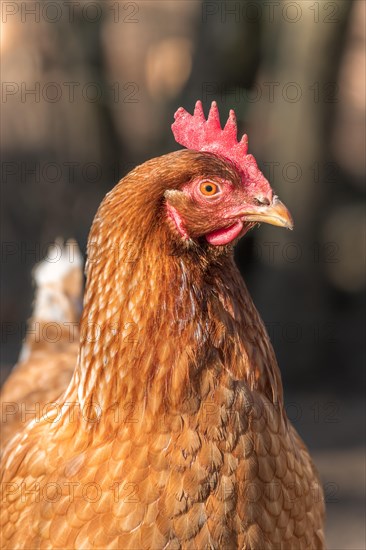 Portrait of a red hen in a chicken coop. France