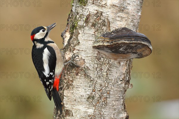 Great spotted woodpecker