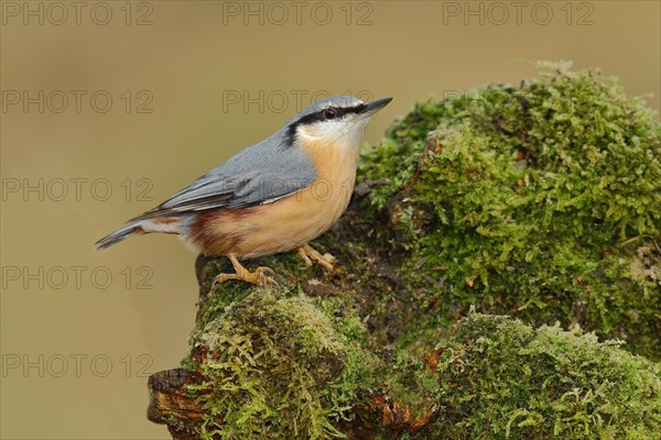 Eurasian nuthatch