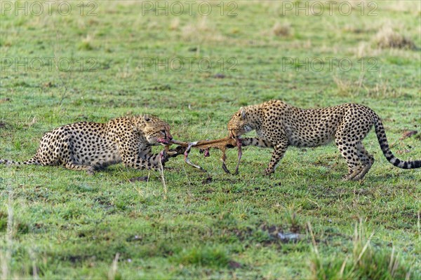 Male and female cheetah
