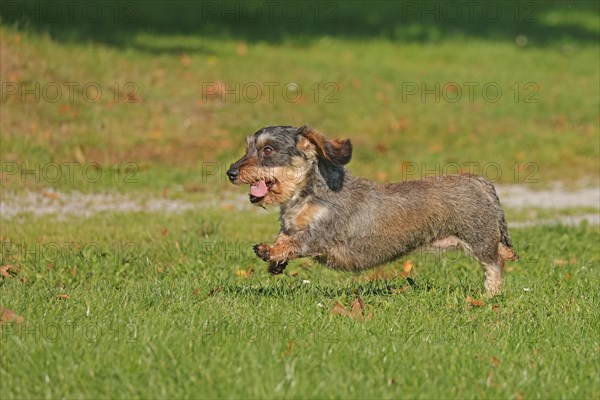 Rough-haired dachshund