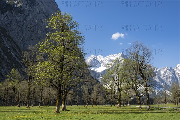 Mountain maple trees