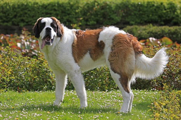 Saint Bernard dog