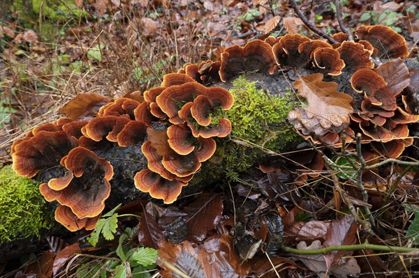 Brown velvet layer fungus