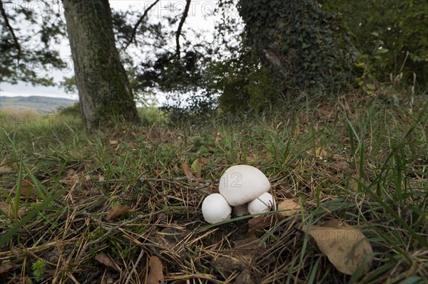 Field mushroom