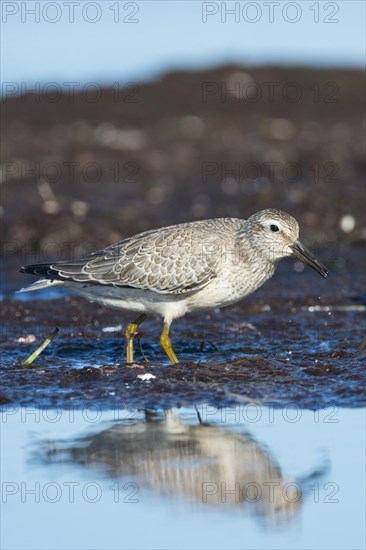 Red knot