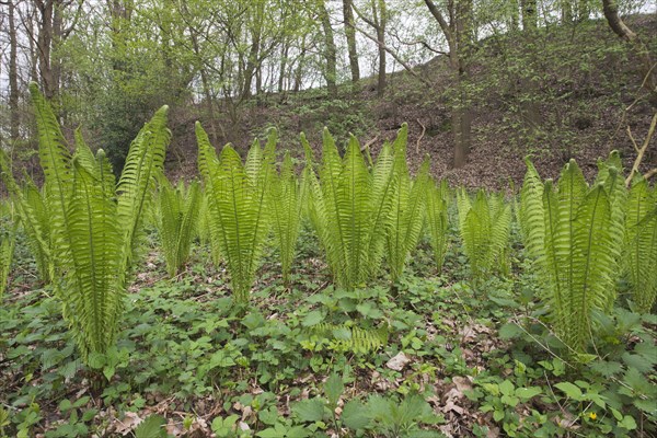 Ostrich fern