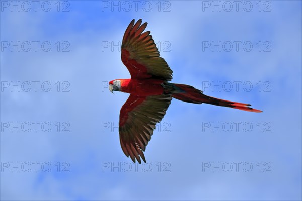 Scarlet macaw