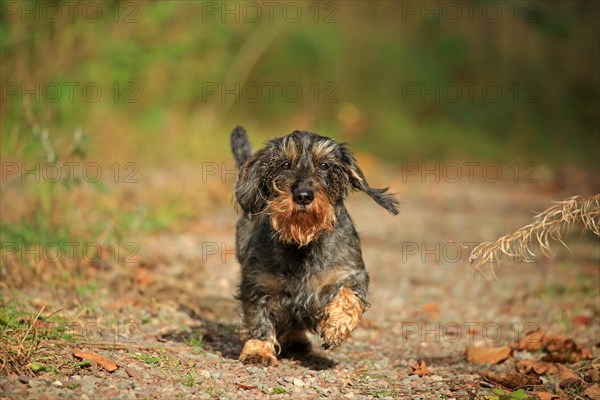 Rough-haired dachshund