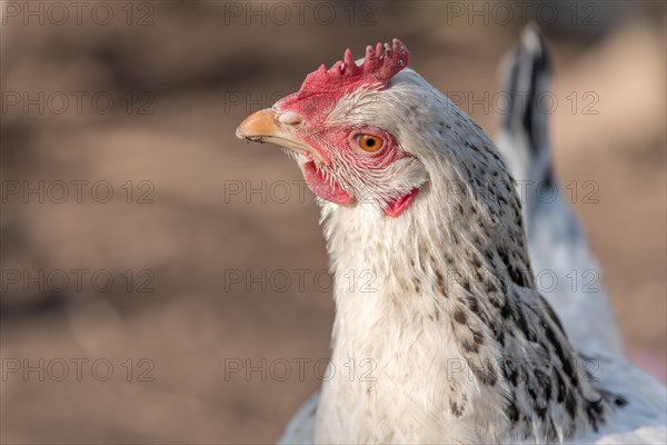 Portrait of a white hen in a chicken coop. France