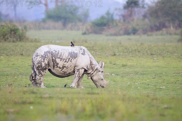 Indian rhino