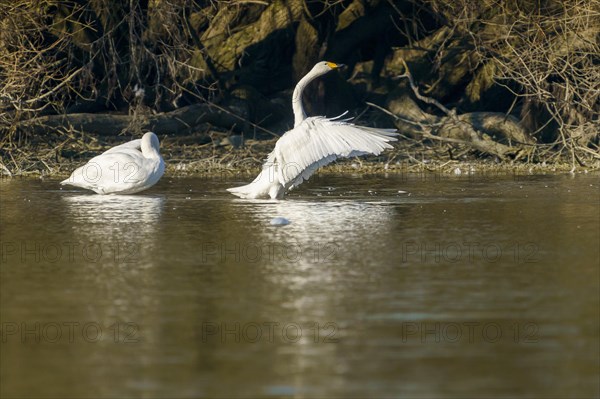 Whooper swans