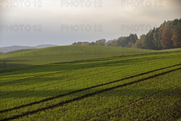 Autumn atmosphere in diffuse light in the fields