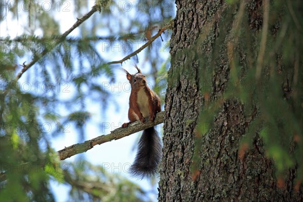 Squirrel