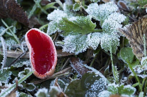 Scarlet elf cup