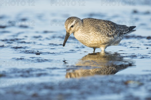 Red knot