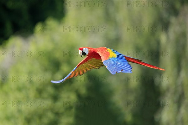 Scarlet macaw