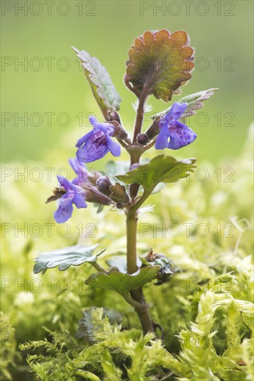 Ground ivy