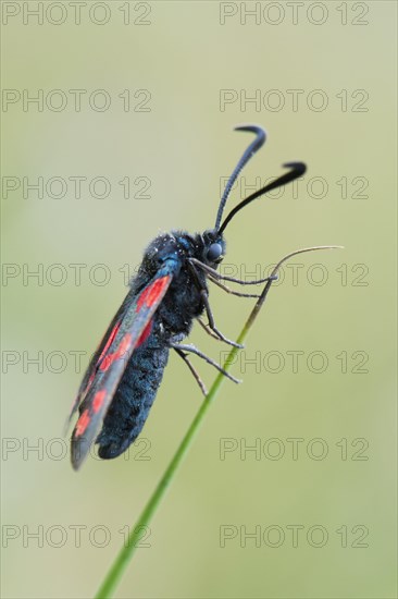 Six-spot burnet